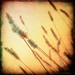 Timothy Fields Photo 16