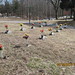 Julie Gibbs Photo 17