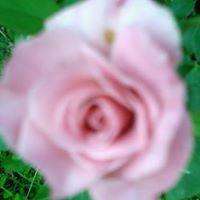 Ellen Hill Photo 23