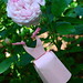 Quentin Rose Photo 18