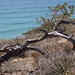 Delmar Wood Photo 2