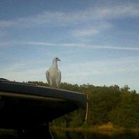 Robert Daigle Photo 28