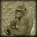 John Howlett Photo 36