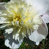 Roberta Helms Photo 1