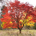 Douglas Maple Photo 8