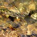 Sunny Salmon Photo 9