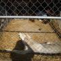 Kim Rhoades Photo 36