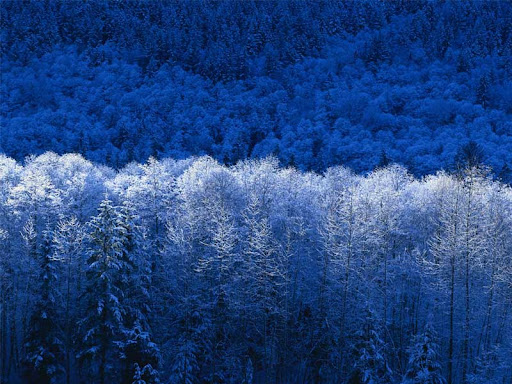 Janice Ray Photo 30