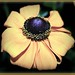 Susan Golden Photo 11