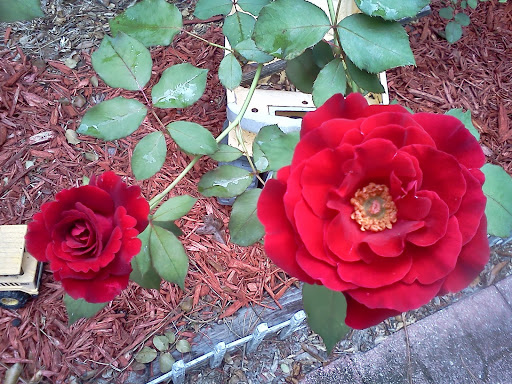 Rachael Collins Photo 29
