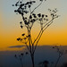 Dawn Hahn Photo 10