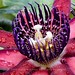 Ruby Flowers Photo 24