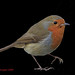 Robin Graham Photo 15