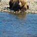 Sunny Salmon Photo 10