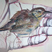 Julie Wren Photo 30