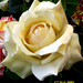 Rose Pepe Photo 9