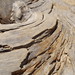 Delmar Wood Photo 7