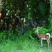 Fawn Morris Photo 18