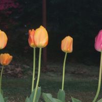 Melissa Sites Photo 19