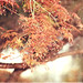 Leonard Meeks Photo 11
