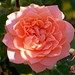 Julie Link Photo 10