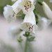 Elizabeth Gamble Photo 35