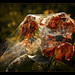 Joseph Wilt Photo 17