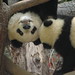 Hang Lin Photo 31