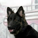 Kelli Shepherd Photo 24