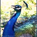 Laura Peacock Photo 14