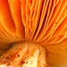 Gill Bush Photo 6