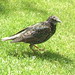 Paul Starling Photo 33