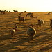 Dawn Fields Photo 15