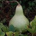 Trang Phan Photo 37