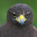 Bob Harris Photo 33