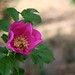 Rose Cook Photo 17