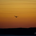 Phillip Bell Photo 47