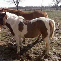 Nancy Shanks Photo 27