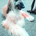 Janice Nichols Photo 24
