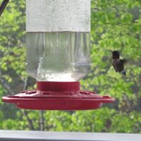 Ann Pardue Photo 8