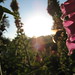 Janice Ray Photo 14