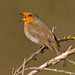 Robin Heath Photo 20