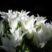 Joy Weiss Photo 31