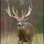 Robert Franks Photo 32