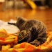 Deborah Downs Photo 20