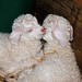 Susan Statler Photo 23