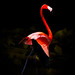 Michael Colyer Photo 33