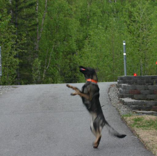 David Blehm Photo 8