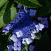 Miguel Flores Photo 34