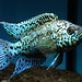 Jack Dempsey Photo 36